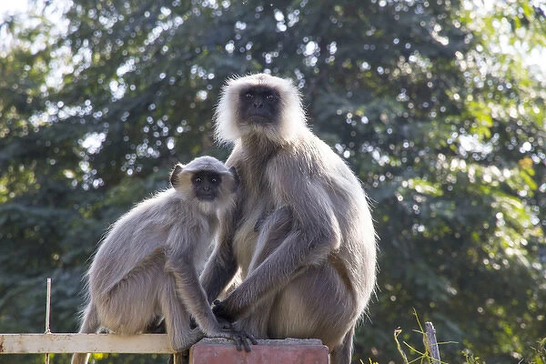 Asia, India, Rajasthan, Udaipur, Langur monkeys, mother and baby