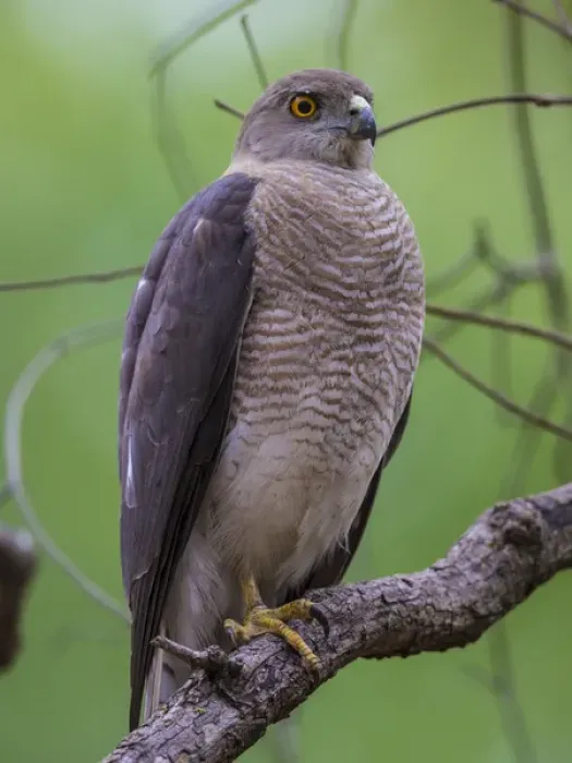 Framed Print : Asia. India. Shikra (Accipiter badius) at Kanha Tiger reserve