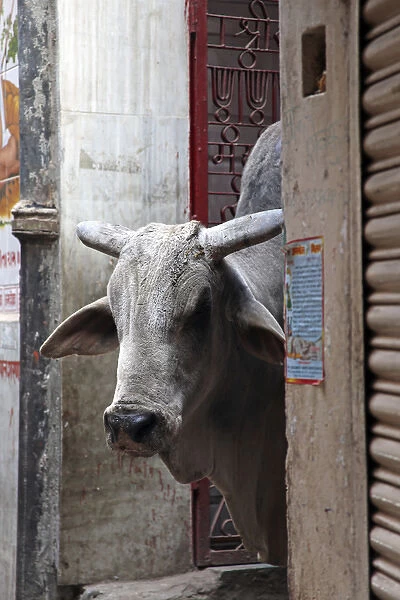 Asia, India, Varanasi. The cow is worshipped as a sacred animal in India