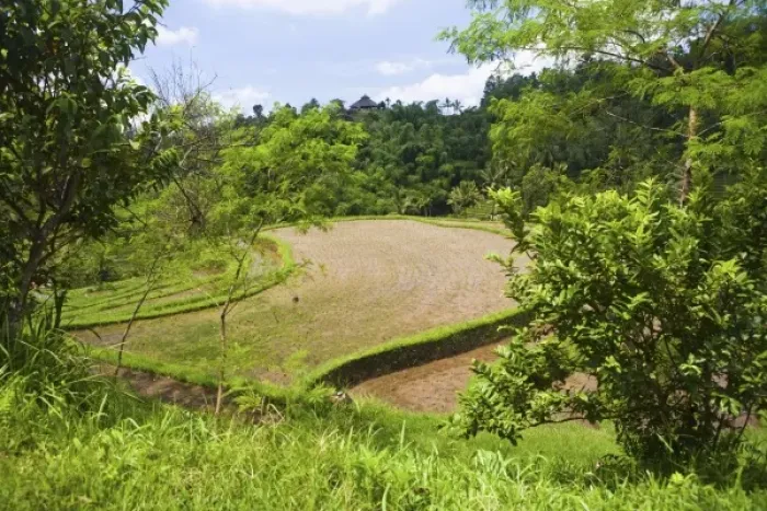 Framed Print : Asia, Indonesia