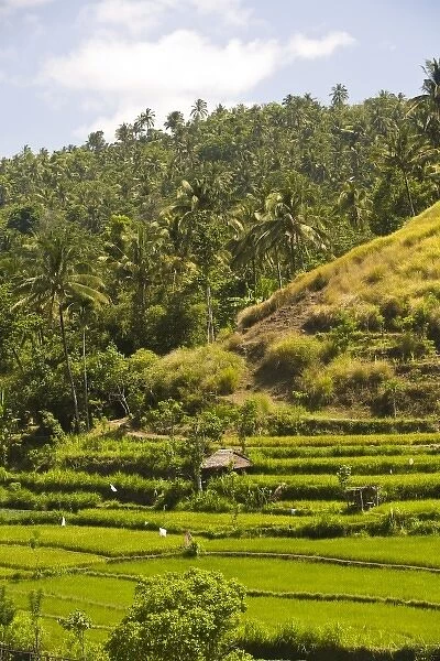 Asia, Indonesia