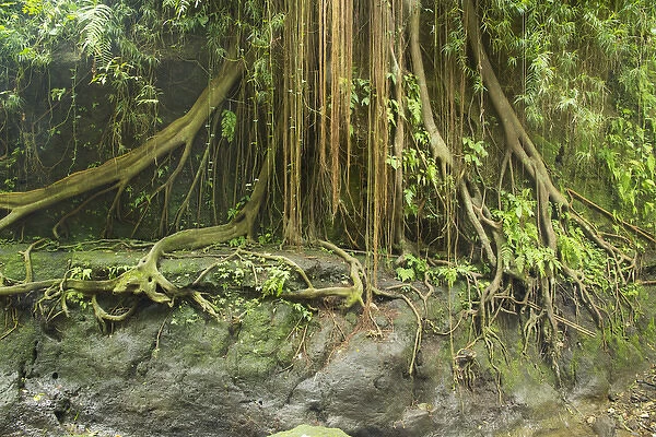 Asia, Indonesia, Bali. Indonesia, Ubud. The Ubud Monkey Forest is a nature reserve