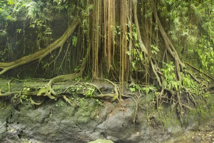 Framed Print : Asia, Indonesia, Bali. Indonesia, Ubud. The Ubud Monkey Forest is a nature reserve Framed Print : Asia, Indonesia, Bali. Indonesia, Ubud. The Ubud Monkey Forest is a nature reserve