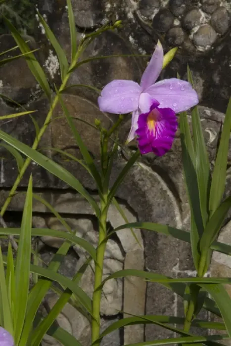 Framed Print : Asia, Indonesia, Bali. Orchid at Eka Karya Botanic Garden, also known as Bali Botanic