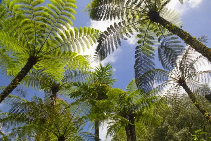 Framed Print : Asia, Indonesia, Bali. Palms reachto the sky at Eka Karya Botanic Garden, also known