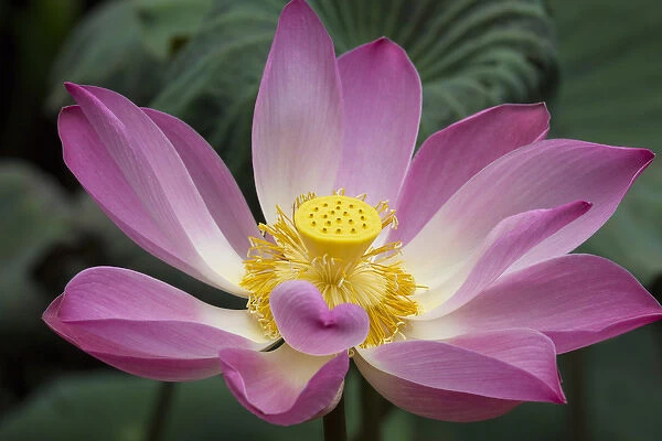 Asia, Indonesia, Bali. Pink Lotus flower, water lily, nymphaea species, Ubud, Bali