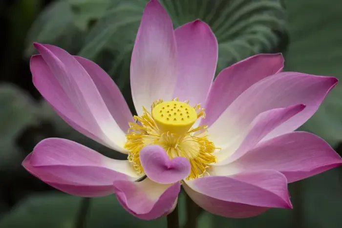 Framed Print : Asia, Indonesia, Bali. Pink Lotus flower, water lily, nymphaea species, Ubud, Bali Framed Print : Asia, Indonesia, Bali. Pink Lotus flower, water lily, nymphaea species, Ubud, Bali