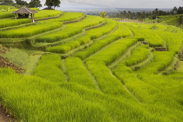 Asia, Indonesia, Bali. Terraced Subak (irrigation) Rice fields of Bali Island, Indonesia