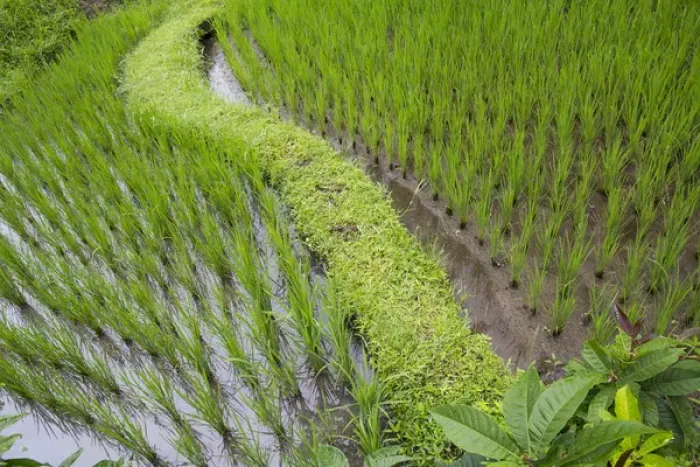 Framed Print : Asia, Indonesia, Bali. Terraced Subak Rice paddies of Bali Island, Indonesia