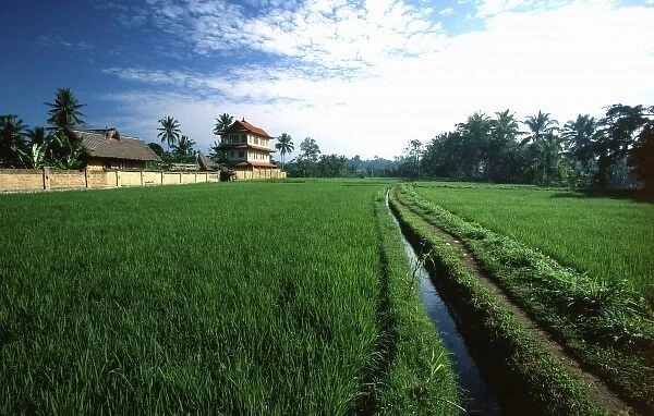 Asia, Indonesia, Bali, Ubud, rice field and Balinese house