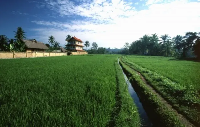 Framed Print : Asia, Indonesia, Bali, Ubud, rice field and Balinese house