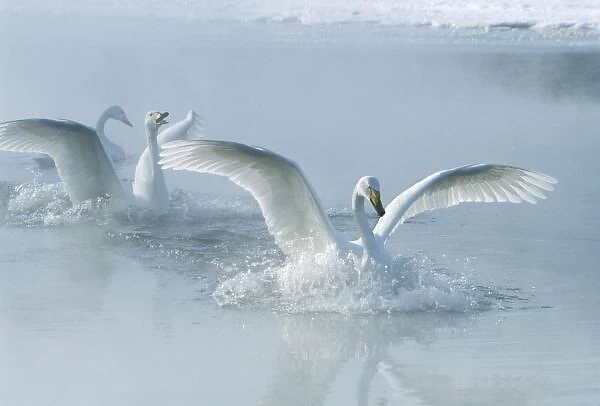 Asia, Japan, Hokkaido, Akan NP, Kussharo Lake, Whopper Swans (Cygnus cygnus)