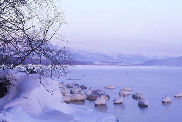 Asia, Japan, Hokkaido, Akan NP, Whopper Swans at Kussharo Lake
