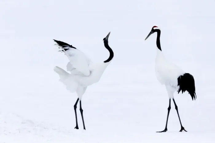 Framed Print : Asia, Japan, Hokkaido, Kushiro, Akan International Crane Center, red-crowned crane Framed Print : Asia, Japan, Hokkaido, Kushiro, Akan International Crane Center, red-crowned crane