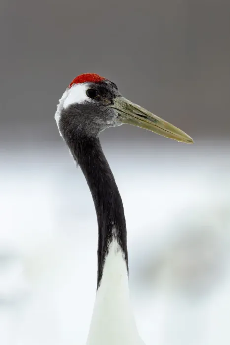 Framed Print : Asia, Japan, Hokkaido, Kushiro, Akan International Crane Center, red-crowned crane Framed Print : Asia, Japan, Hokkaido, Kushiro, Akan International Crane Center, red-crowned crane