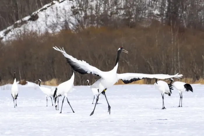Framed Print : Asia, Japan, Hokkaido, Kushiro, Tsuri-Ito Rec-crowned Crane Sanctuary Framed Print : Asia, Japan, Hokkaido, Kushiro, Tsuri-Ito Rec-crowned Crane Sanctuary