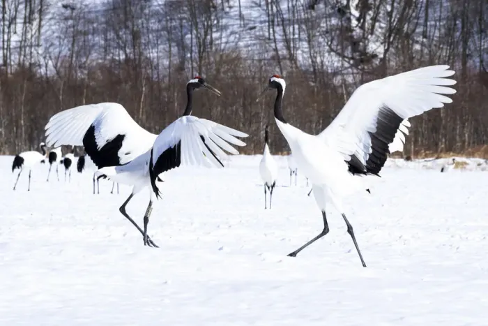 Framed Print : Asia, Japan, Hokkaido, Kushiro, Tsuri-Ito Rec-crowned Crane Sanctuary, Tancho Sanctuary Framed Print : Asia, Japan, Hokkaido, Kushiro, Tsuri-Ito Rec-crowned Crane Sanctuary, Tancho Sanctuary
