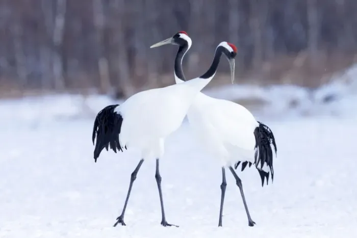 Framed Print : Asia, Japan, Hokkaido, Kushiro, Akan International Crane Center, red-crowned crane Framed Print : Asia, Japan, Hokkaido, Kushiro, Akan International Crane Center, red-crowned crane