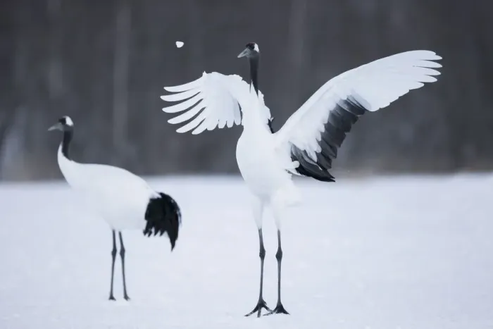 Framed Print : Asia, Japan, Hokkaido, Kushiro, Akan International Crane Center, red-crowned crane Framed Print : Asia, Japan, Hokkaido, Kushiro, Akan International Crane Center, red-crowned crane