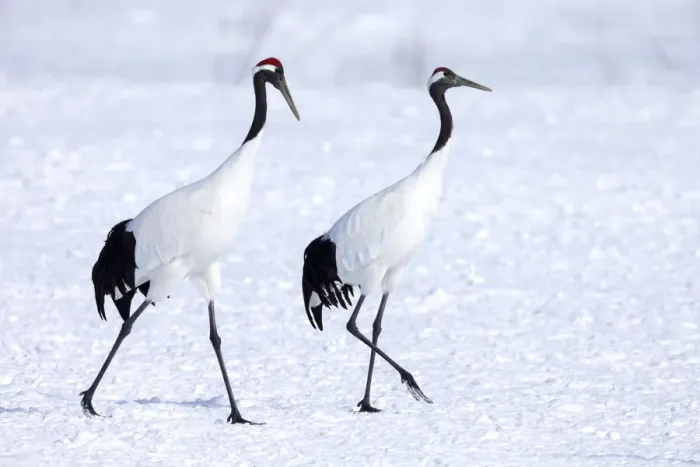 Framed Print : Asia, Japan, Hokkaido, Kushiro, Akan International Crane Center, red-crowned crane