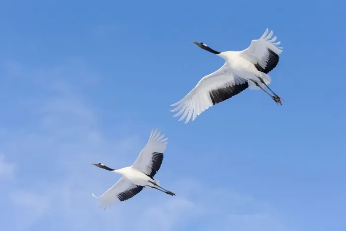Framed Print : Asia, Japan, Hokkaido, Kushiro, Akan International Crane Center, red-crowned crane