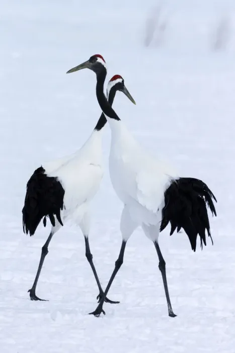 Framed Print : Asia, Japan, Hokkaido, Kushiro, Akan International Crane Center, red-crowned crane Framed Print : Asia, Japan, Hokkaido, Kushiro, Akan International Crane Center, red-crowned crane