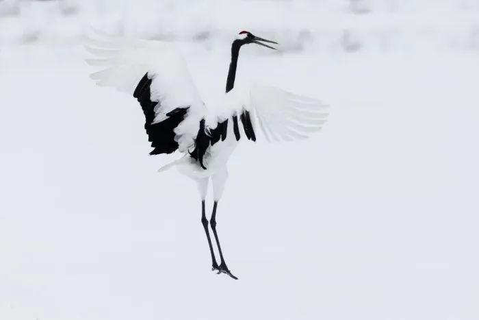 Framed Print : Asia, Japan, Hokkaido, Kushiro, Akan International Crane Center, red-crowned crane Framed Print : Asia, Japan, Hokkaido, Kushiro, Akan International Crane Center, red-crowned crane
