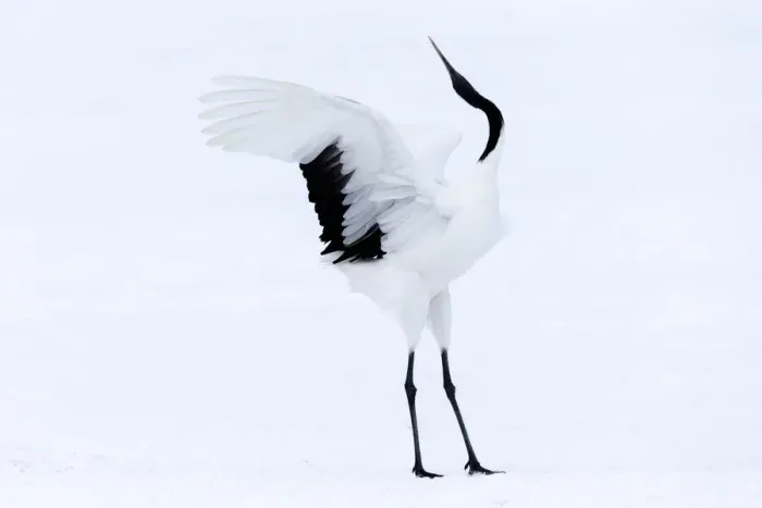 Framed Print : Asia, Japan, Hokkaido, Kushiro, Akan International Crane Center, red-crowned crane