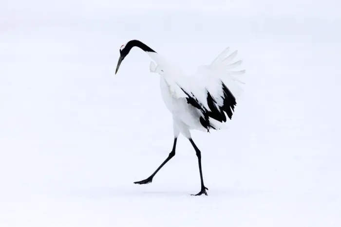 Framed Print : Asia, Japan, Hokkaido, Kushiro, Akan International Crane Center, red-crowned crane Framed Print : Asia, Japan, Hokkaido, Kushiro, Akan International Crane Center, red-crowned crane