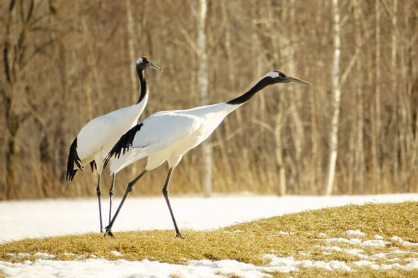 Asia, Japan, Hokkaido, Kushiro, Akan International Crane Center, red-crowned crane