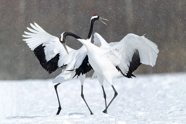 Asia, Japan, Hokkaido, Kushiro, Akan International Crane Center, red-crowned crane