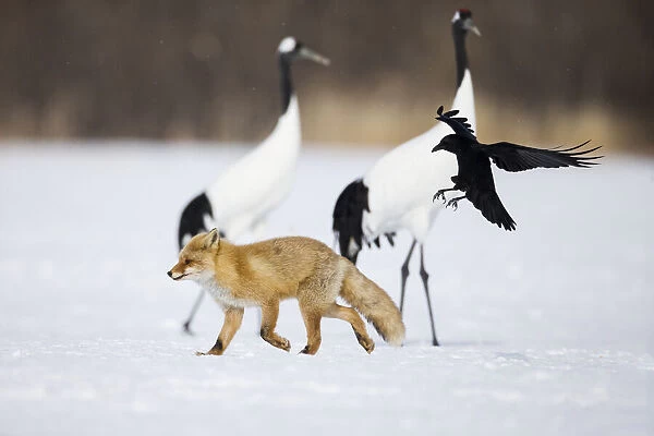 Asia, Japan, Hokkaido, Kushiro, Akan International Crane Center, Japanese red fox