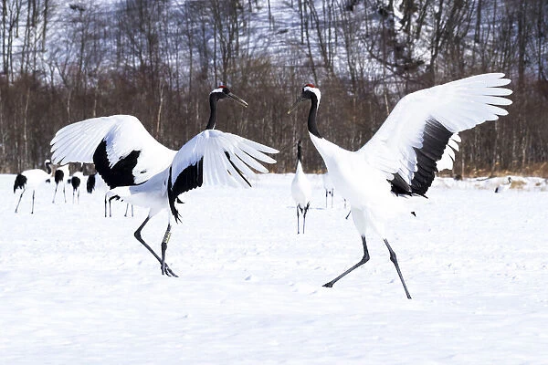 Asia, Japan, Hokkaido, Kushiro, Tsuri-Ito Rec-crowned Crane Sanctuary, Tancho Sanctuary