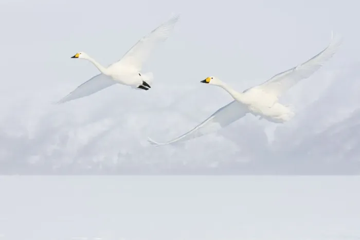 Framed Print : Asia, Japan, Hokkaido, Lake Kussharo, Two Whooper Swans Flying Framed Print : Asia, Japan, Hokkaido, Lake Kussharo, Two Whooper Swans Flying