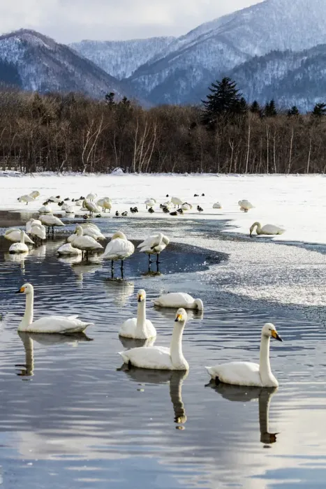 Framed Print : Asia, Japan, Hokkaido, Lake Kussharo, Whooper Swans Swimming in the Lake Framed Print : Asia, Japan, Hokkaido, Lake Kussharo, Whooper Swans Swimming in the Lake