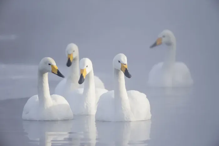Framed Print : Asia, Japan, Hokkaido, Lake Kussharo, whooper swan, Cygnus cygnus Framed Print : Asia, Japan, Hokkaido, Lake Kussharo, whooper swan, Cygnus cygnus