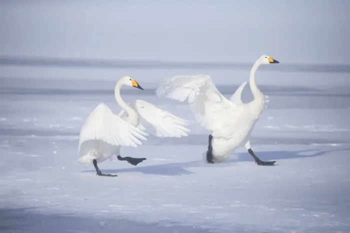 Framed Print : Asia, Japan, Hokkaido, Lake Kussharo, whooper swan, Cygnus cygnus Framed Print : Asia, Japan, Hokkaido, Lake Kussharo, whooper swan, Cygnus cygnus