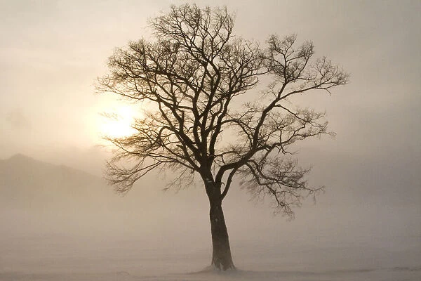 Asia, Japan, Hokkaido, Lake Kussharo. A tree stands silhouetted by the rising sun