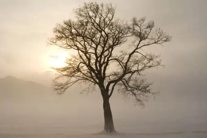 Framed Print : Asia, Japan, Hokkaido, Lake Kussharo. A tree stands silhouetted by the rising sun Framed Print : Asia, Japan, Hokkaido, Lake Kussharo. A tree stands silhouetted by the rising sun