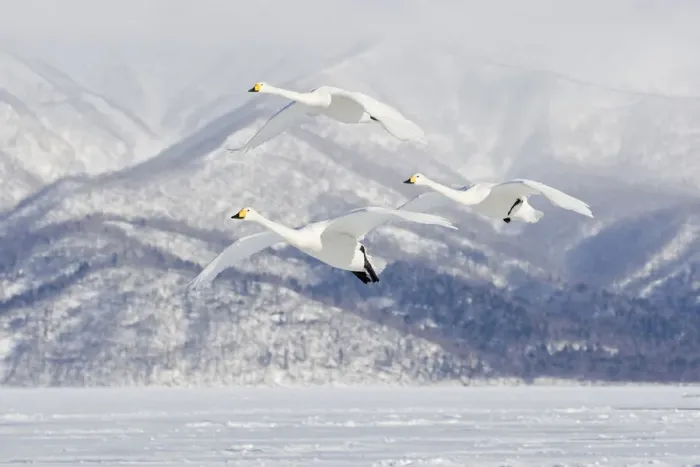 Framed Print : Asia, Japan, Hokkaido, Lake Kussharo, whooper swan, Cygnus cygnus