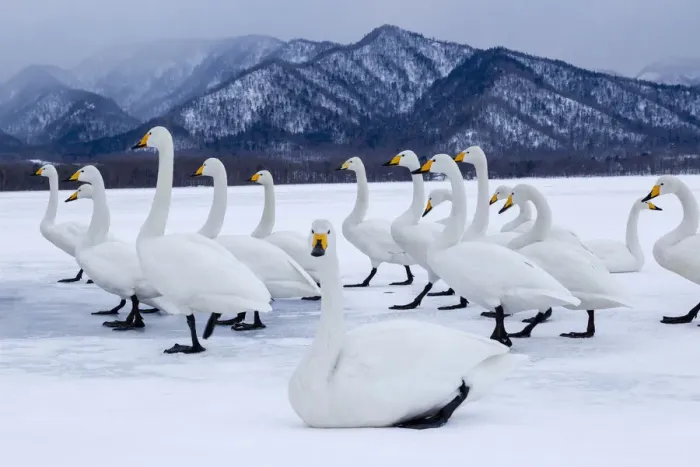 Framed Print : Asia, Japan, Hokkaido, Lake Kussharo, whooper swan, Cygnus cygnus Framed Print : Asia, Japan, Hokkaido, Lake Kussharo, whooper swan, Cygnus cygnus
