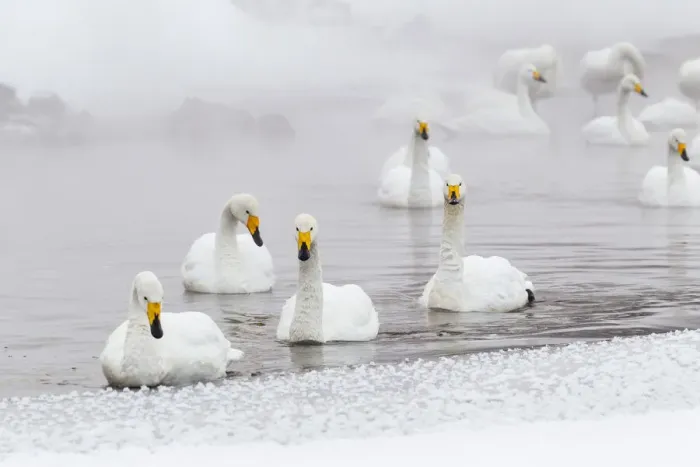 Framed Print : Asia, Japan, Hokkaido, Lake Kussharo, whooper swan, Cygnus cygnus Framed Print : Asia, Japan, Hokkaido, Lake Kussharo, whooper swan, Cygnus cygnus