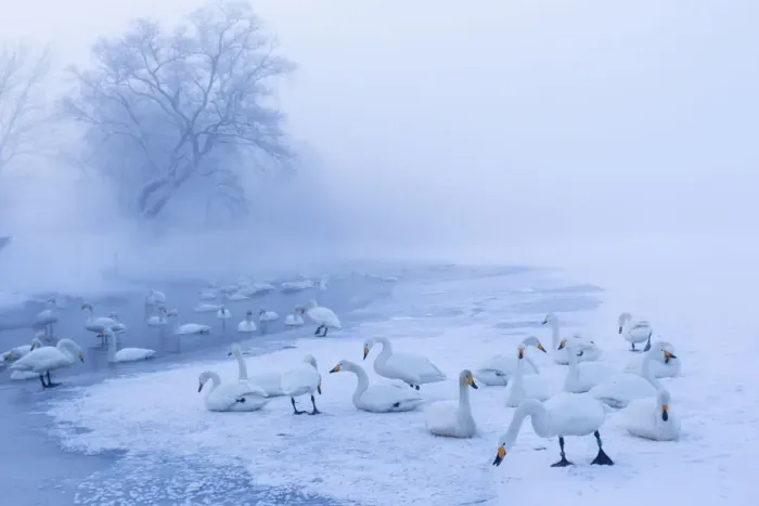 Framed Print : Asia, Japan, Hokkaido, Lake Kussharo, whooper swan, Cygnus cygnus Framed Print : Asia, Japan, Hokkaido, Lake Kussharo, whooper swan, Cygnus cygnus