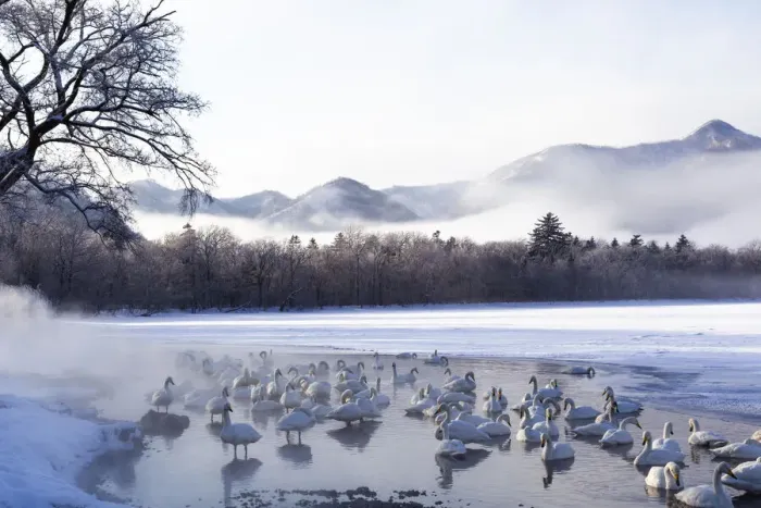 Framed Print : Asia, Japan, Hokkaido, Lake Kussharo, whooper swan, Cygnus cygnus Framed Print : Asia, Japan, Hokkaido, Lake Kussharo, whooper swan, Cygnus cygnus