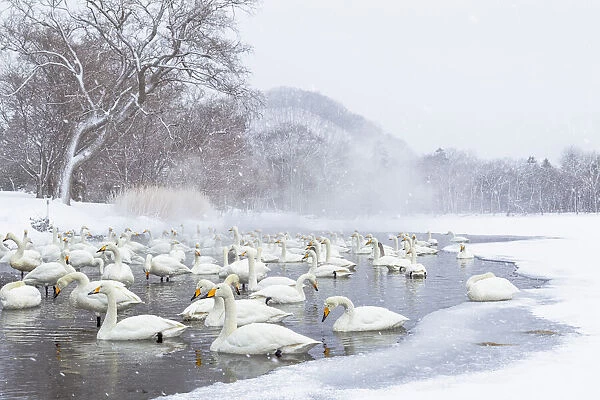 Asia, Japan, Hokkaido, Lake Kussharo, whooper swan, Cygnus cygnus
