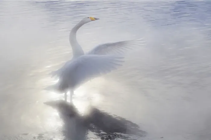 Framed Print : Asia, Japan, Hokkaido, Lake Kussharo, whooper swan, Cygnus cygnus Framed Print : Asia, Japan, Hokkaido, Lake Kussharo, whooper swan, Cygnus cygnus