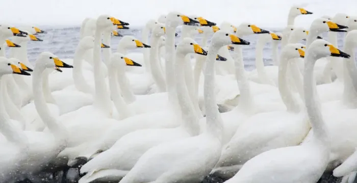 Framed Print : Asia, Japan, Hokkaido, Lake Kussharo, whooper swan, Cygnus cygnus Framed Print : Asia, Japan, Hokkaido, Lake Kussharo, whooper swan, Cygnus cygnus