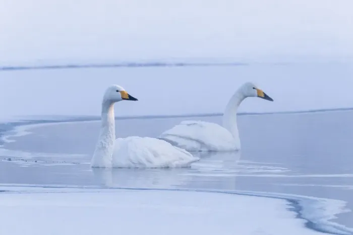 Framed Print : Asia, Japan, Hokkaido, Lake Kussharo, whooper swan, Cygnus cygnus Framed Print : Asia, Japan, Hokkaido, Lake Kussharo, whooper swan, Cygnus cygnus