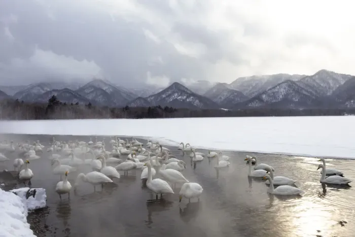 Framed Print : Asia, Japan, Hokkaido, Lake Kussharo, whooper swan, Cygnus cygnus