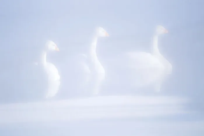 Framed Print : Asia, Japan, Hokkaido, Lake Kussharo, whooper swan, Cygnus cygnus Framed Print : Asia, Japan, Hokkaido, Lake Kussharo, whooper swan, Cygnus cygnus